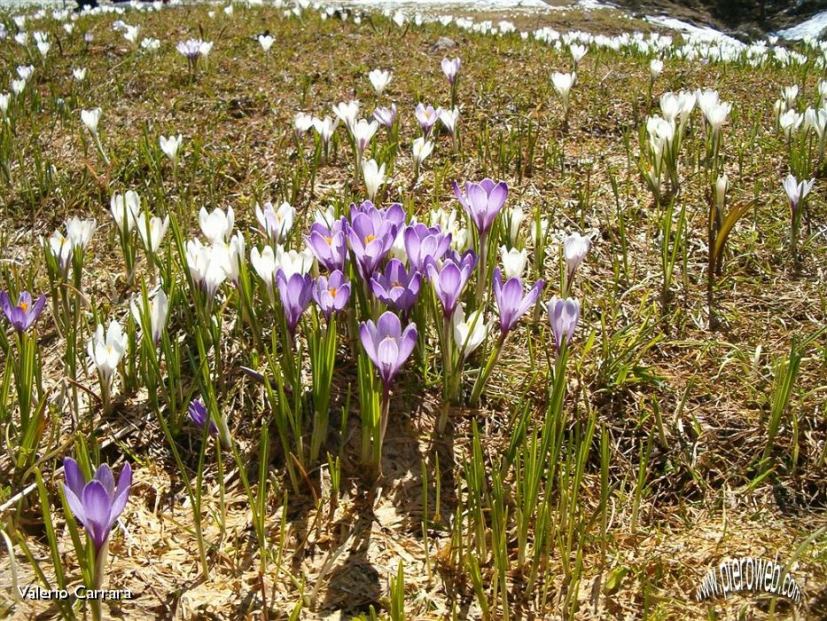 20° Crocus.jpg